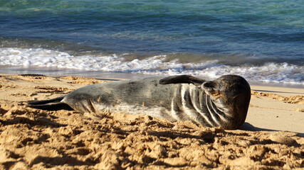 Endangered Hawaiian monk seal rests on Poipu Beach in Kauai.