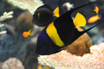 Fototapeta premium 魚