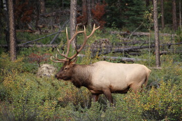 Bull Elk On The Move, Jasper National Park, Alberta