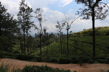 Tea estate in Bandarawela in the daytime