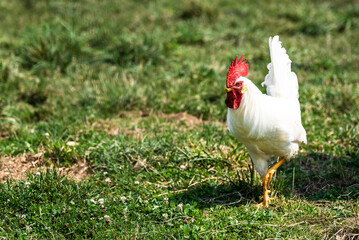 rooster on the grass