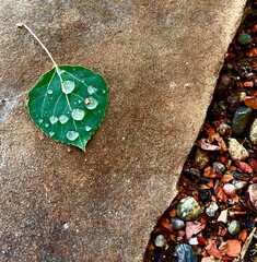 fallen aspen leaf with dew drops
