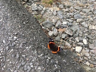 Red Admiral Butterfly
