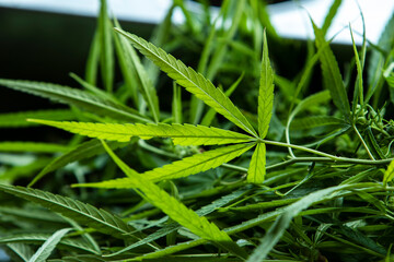cannabis plant in the grass