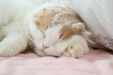 Fototapeta na wymiar リラックスして寝る猫、可愛い顔