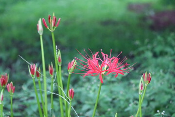 彼岸花の蕾