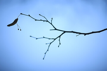 branches without leaves evening autumn, abstract seasonal background sadness