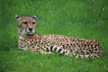 Fototapeta na wymiar Gepard im Aachener Tierpark in Deutschland