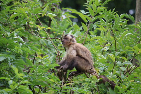 Kapuziner&auml;ffchen im Aachener Tierpark in Deutschland