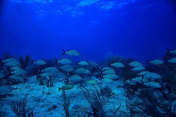 school of fish underwater photo, Gulf of Mexico, Cancun, bio fishing resources