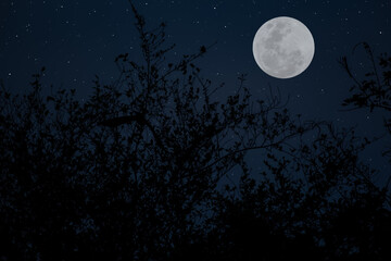 Fototapeta na wymiar Full moon with tree branch silhouette in the night.