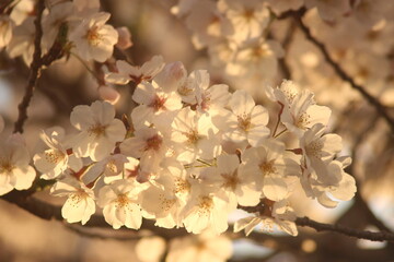 JAPAN SAKURA！ 日本の自然と桜