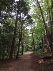 Shaded Hiking Trail