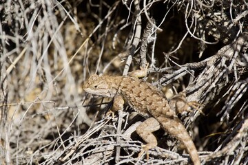 Lizard in the high desert at Smith Rock State Park, Central Oregon 