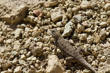 Lizard in the high desert at Smith Rock State Park, Central Oregon 