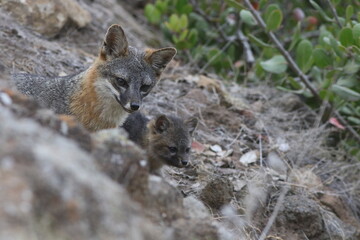 Island fox dad with island fox pup on Santa Cruz Island, the largest isle off the California Coast.