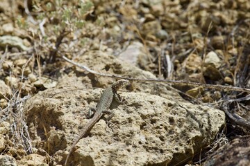 Lizard in the high desert at Smith Rock State Park, Central Oregon 
