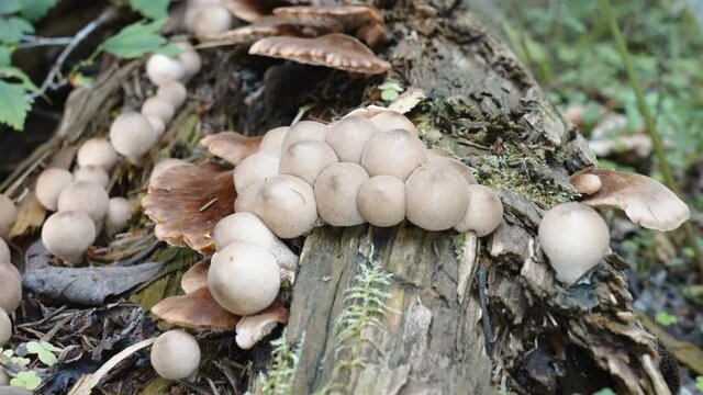 The growing mushrooms of different kinds on the tree log in Estonia