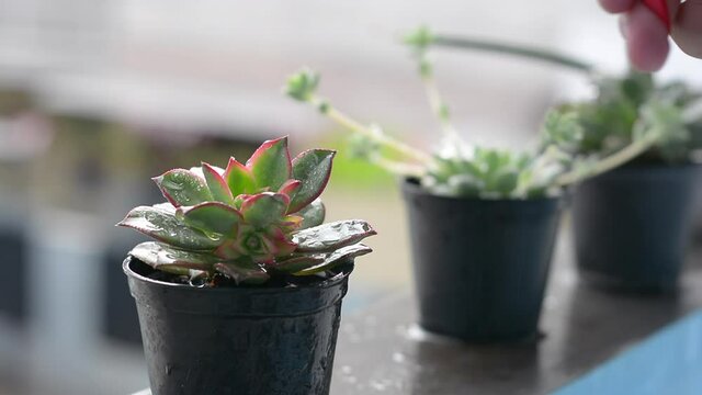 Watering succulent plants in pots with a hand-held spray