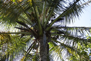 Obraz na płótnie Canvas coconut palm tree