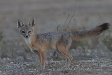 Endangered San Joaquin kit fox stares back at me before diving into its den on the Carrizo Plain...