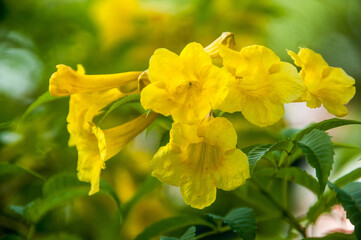 yellow flowers in spring