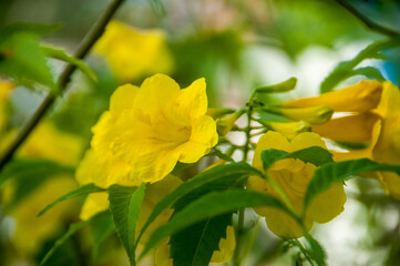 Fototapeta premium yellow flowers in spring