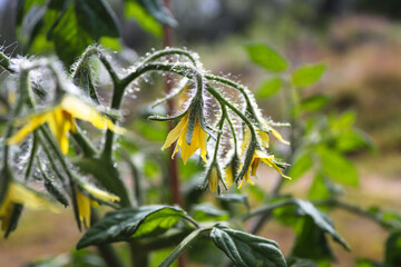 Flowering tomato plant