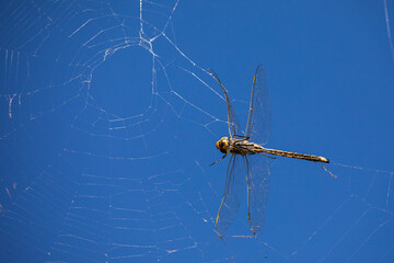 Dragonfly caught in Spiderweb with bright blue sky background