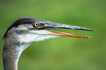 Great Blue Herring close up
