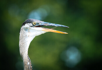 Great Blue Herring portrait