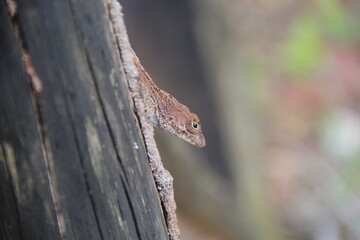 Lagartija en una rama, lagartija soleada en una rama, lagartija verde trepando por la madera 