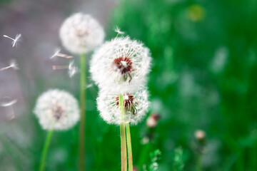Blowing dandelion , flower seeds in the wind