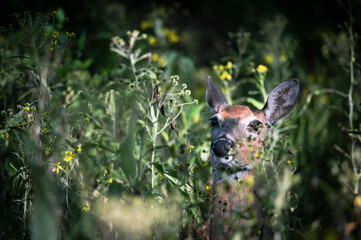 close up of deer behind the bushes.