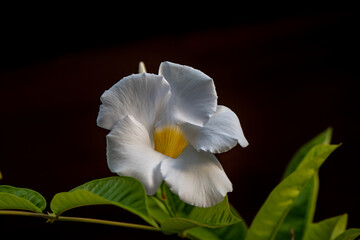 Fototapeta na wymiar Mandevilla white and yellow flower Dipladenias