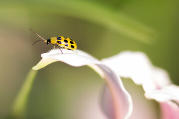 Cucumber Beetle on a flower