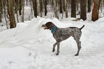 Hunting German Short haired Pointing Pointer Kurzhaar in the winter park