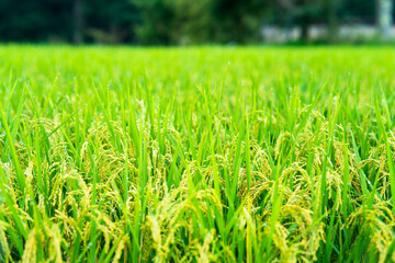 Green rice field in Japan
