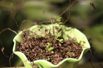 dead mint plant come to life. growing plant