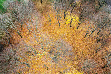 colorful fallen autumn foliage on ground under bare trees in forest. aerial drone photo looking down