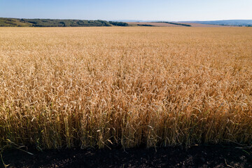 view of the wheat field