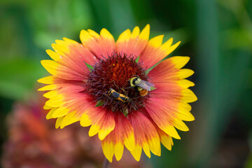 Bee on a Yellow and Red Flower