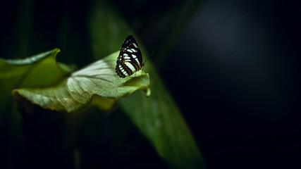 Beautiful Ceylon Tiger butterfly rest on the edge of a green leaf, Early morning light hits the beautiful butterfly and backlit the wings, soft bokeh dark background with copy space for adding text.