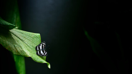 Beautiful Ceylon Tiger butterfly rest on the edge of a green leaf, natural dark environment with dim lighting, soft bokeh dark background with copy spaces.