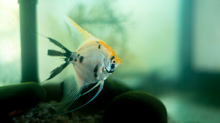 Angle fish isolated in a freshwater aquarium glass tank.