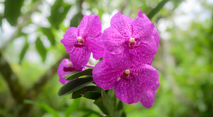 Vanda Madame Wirat dr.Anek pink orchid flowers. A beautiful bunch of Orchid flowers closes up in the garden.