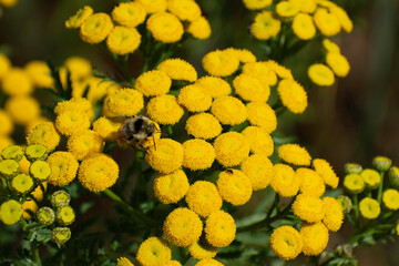 Bee on Yellow Flowers Background