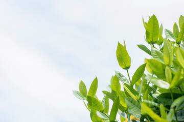 green leaves background