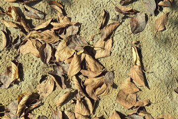Brown leaves on the sand. Close-up.