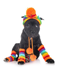 puppy staffordshire bull terrier